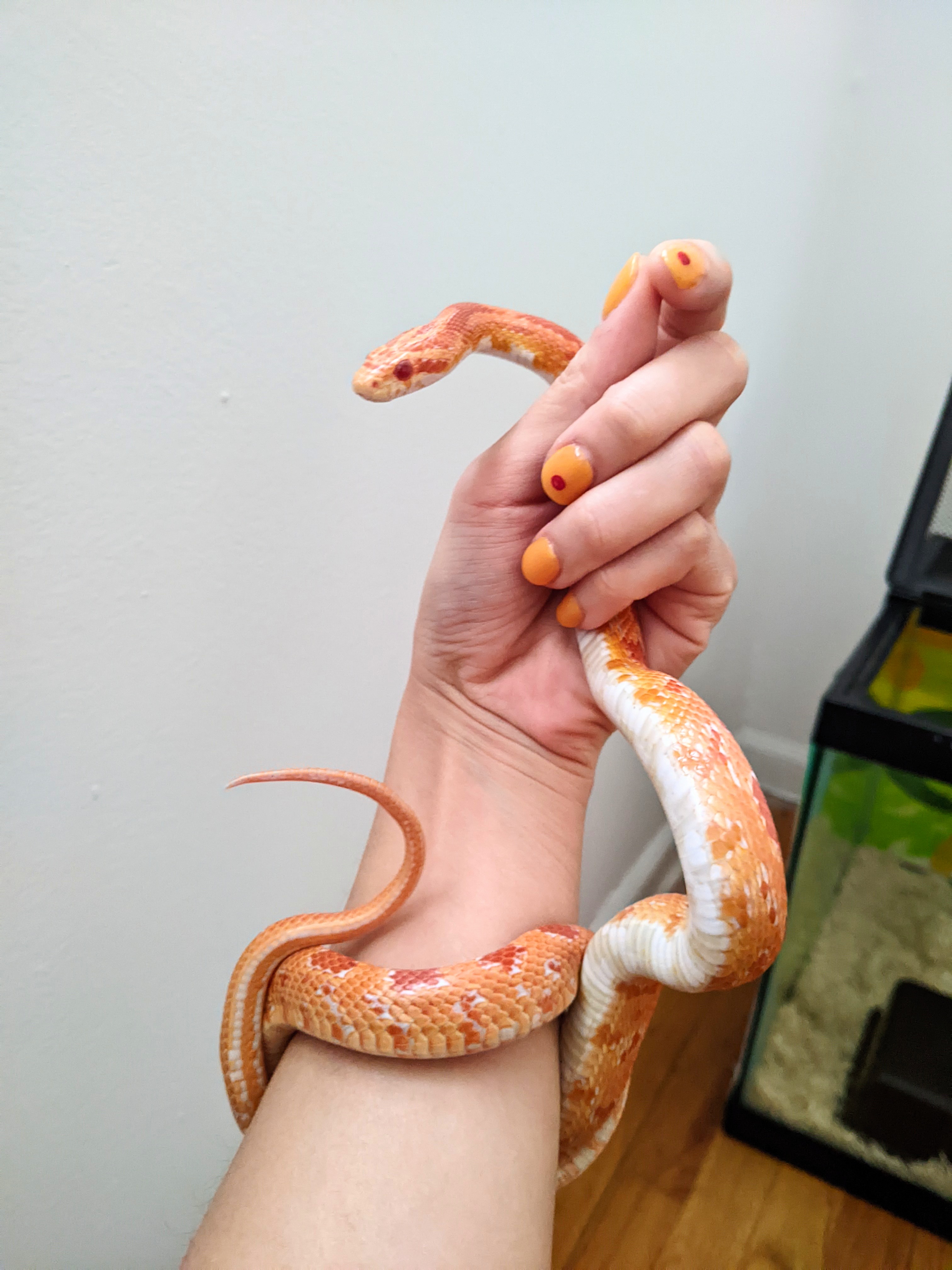 picture of my hand holding an orange and pink snake. my nails are painted yellow and red to match