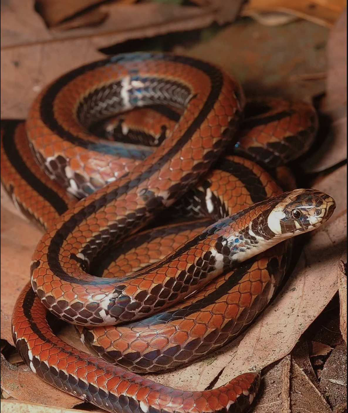 screenshot of a photo of a red and black striped snake