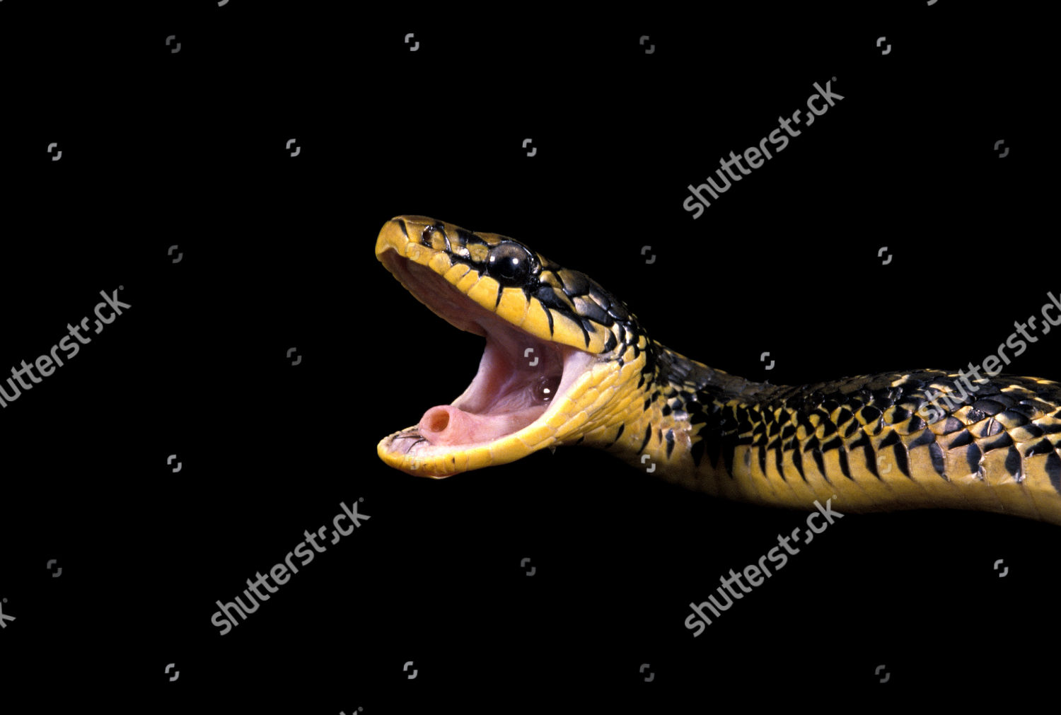 screenshot of a red and black striped snake with their mouth open